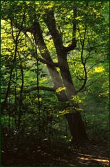 leaning tree